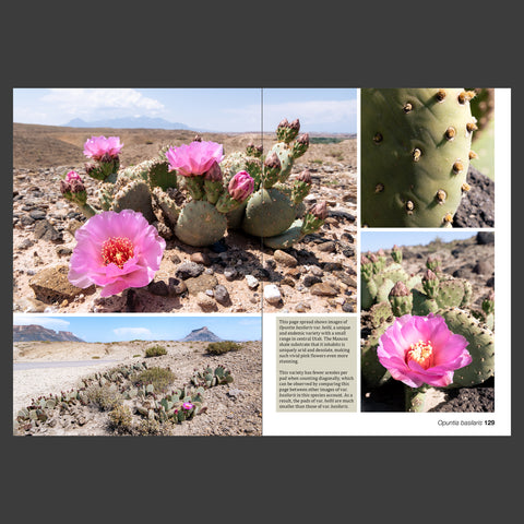 The Cactus Flora of Utah - Taxonomy and Distribution