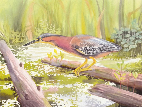 Birds of the West: An Artist's Guide