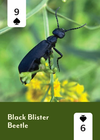 Pollinators of North America Deck