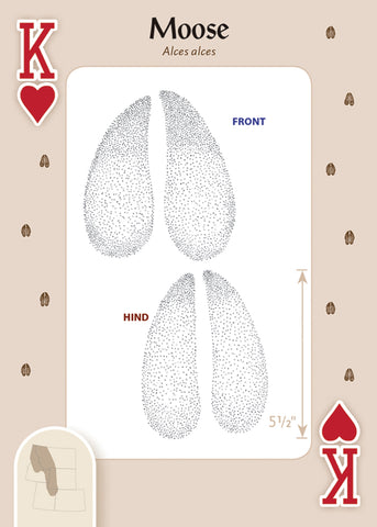 Animal Tracks of the Rocky Mountains Playing Cards