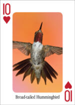 Hummingbirds  Playing Cards