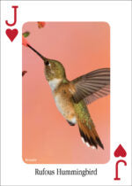 Hummingbirds  Playing Cards