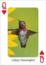Hummingbirds  Playing Cards