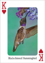 Hummingbirds  Playing Cards