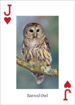 Owls Playing Cards