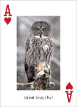 Owls Playing Cards