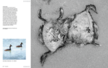 Preserving Greatness : Great Salt Lake in Photographs