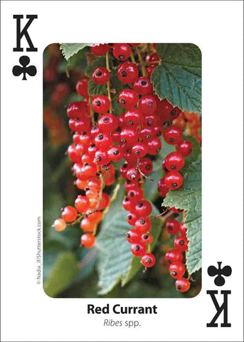 Foraging Playing Cards