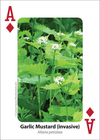 Foraging Playing Cards