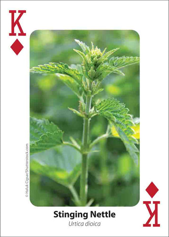 Foraging Playing Cards