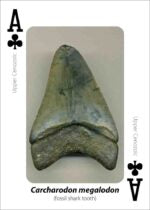 Fossils Playing Cards
