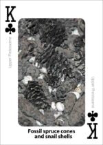 Fossils Playing Cards