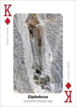 Fossils Playing Cards