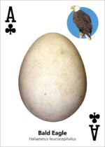 Bird Eggs Playing Cards: