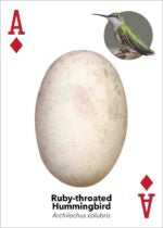 Bird Eggs Playing Cards: