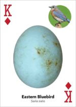 Bird Eggs Playing Cards: