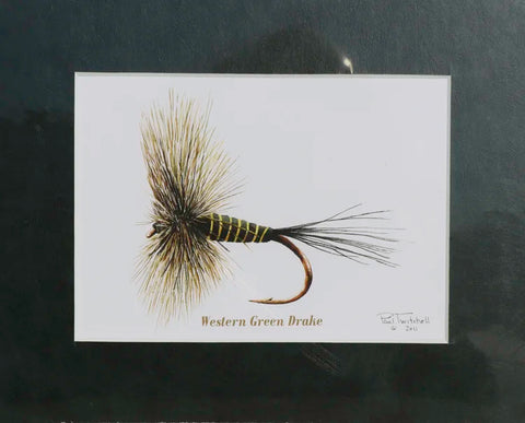 Paul Twitchell- Western Green Drake