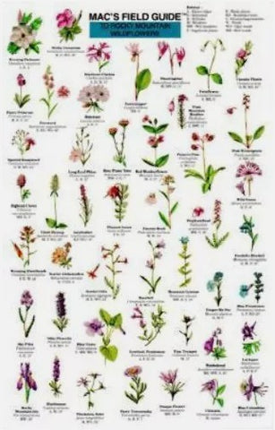 Mac's Field Guides: Rocky Mountain Wildflowers