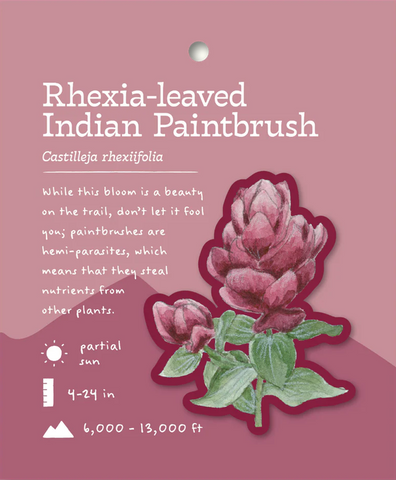 Rhexia-leaved Indian Paintbrush Sticker and Bite-Sized Field Guide