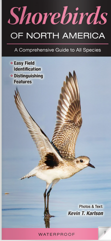 Shorebirds of North America