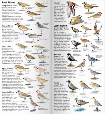 Shorebirds of North America