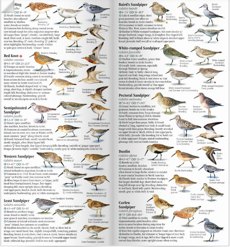 Shorebirds of North America