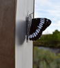 Butterfly 3D Bookmark - Weidemeyer's Admiral