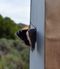 Butterfly 3D Bookmark - Mourning Cloak