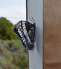 Butterfly 3D Bookmark - Weidemeyer's Admiral