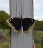 Butterfly 3D Bookmark - Mourning Cloak