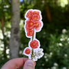 Scarlet Globemallow Sticker