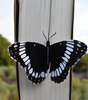 Butterfly 3D Bookmark - Weidemeyer's Admiral