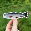 Cutthroat Trout Sticker