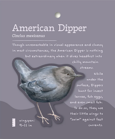 American Dipper Sticker and Bite-Sized Field Guide