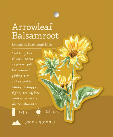 Arrowleaf Balsamroot Sticker and Bite-Sized Field Guide