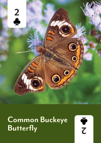 Pollinators of North America Deck