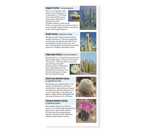 Cacti and Succulents of the Southwest