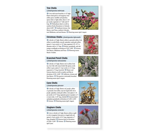 Cacti and Succulents of the Southwest