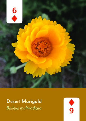 Desert Southwest Wildflowers Deck