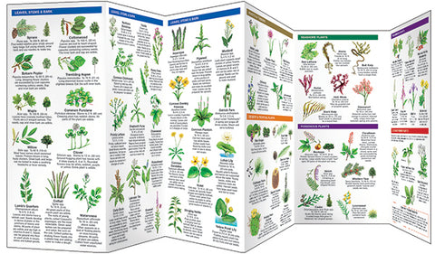 Edible Wild Plants: A Folding Pocket Guide to Familiar North American Species