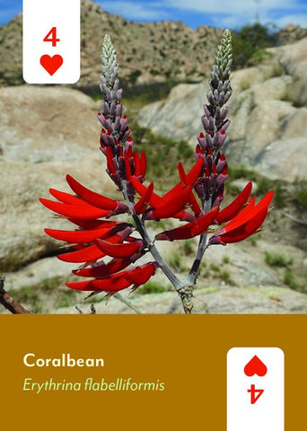 Desert Southwest Wildflowers Deck