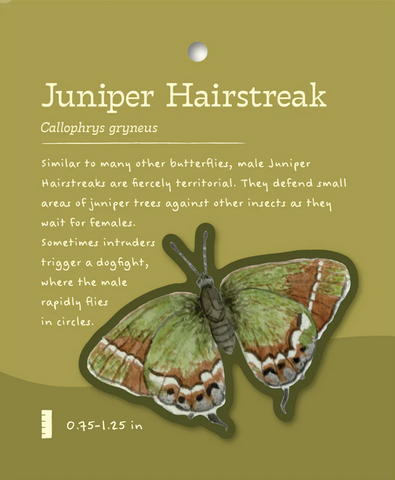 Juniper Hairstreak Sticker and Bite-Sized Field Guide