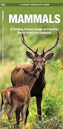 Mammals: A folding Pocket Guide to Familiar North American Animals