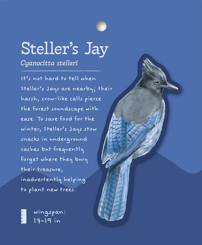 Steller's Jay Sticker and Bite-Sized Field Guide