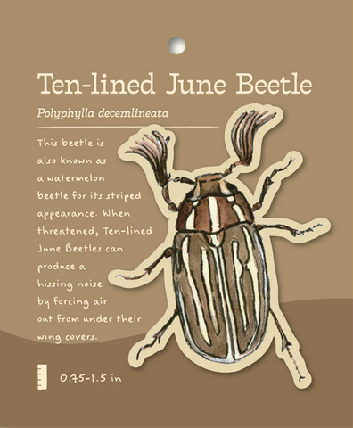 Ten-lined June Beetle Sticker and Bite-Sized Field Guide