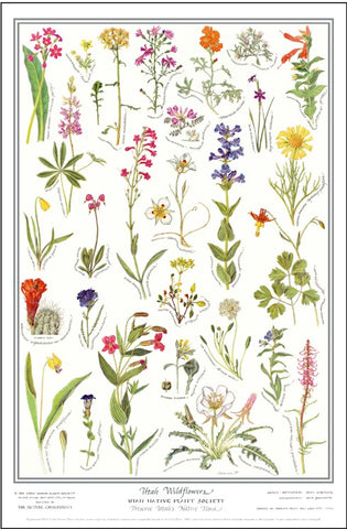 Utah Wildflowers