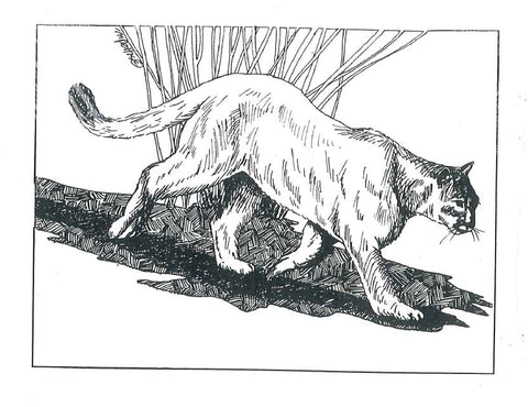 Wildlife Greeting Card - Cougar