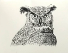 Wildlife Greeting Card - Owl