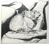 Wildlife Greeting Card - Pika
