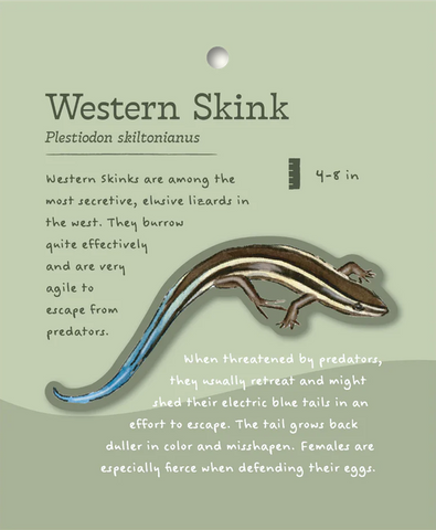 Western Skink Sticker and Bite-Sized Field Guide